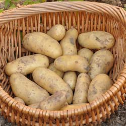 Potato 'Belle de Fontenay'